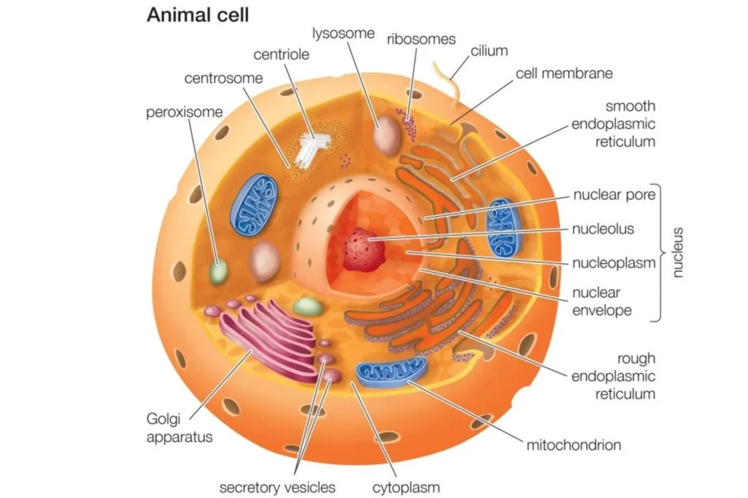 organel sel