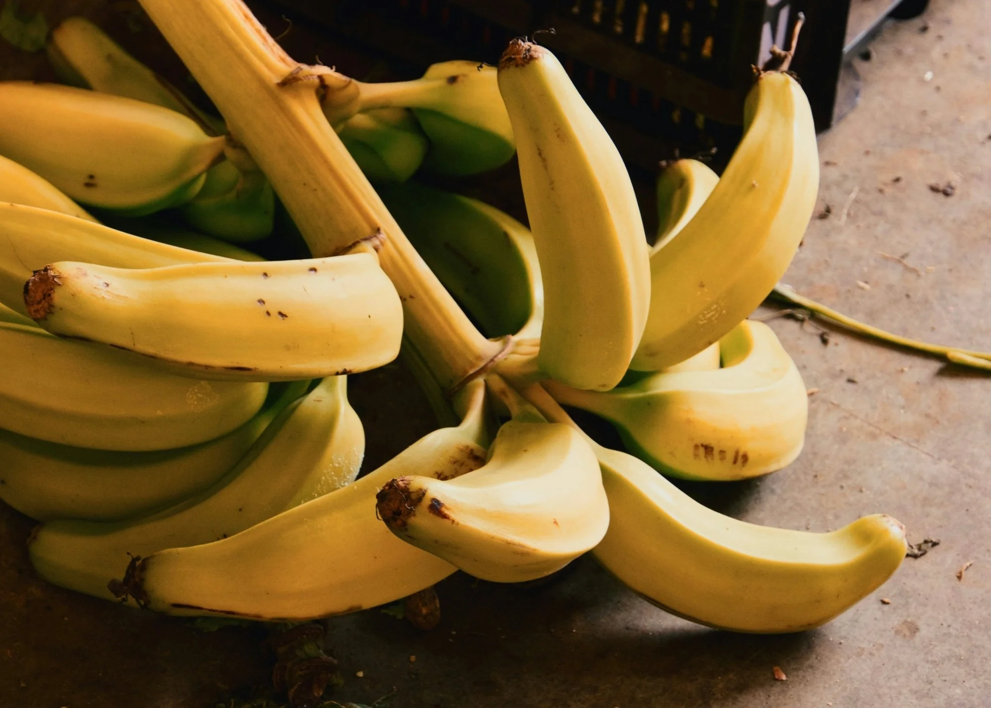 Bananas Benefits Explained