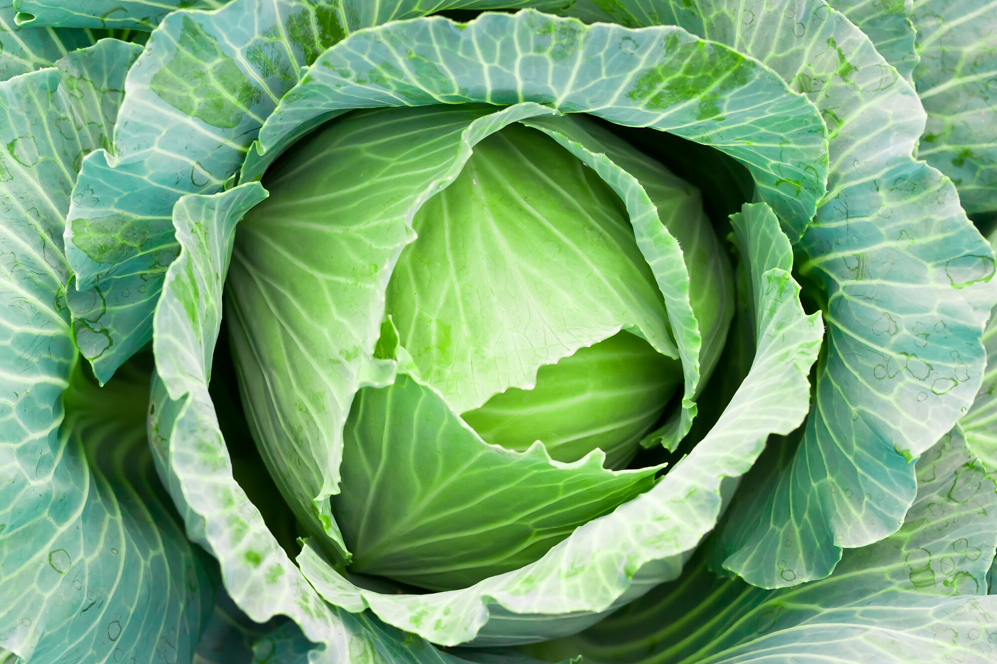 Cabbage Knowledge