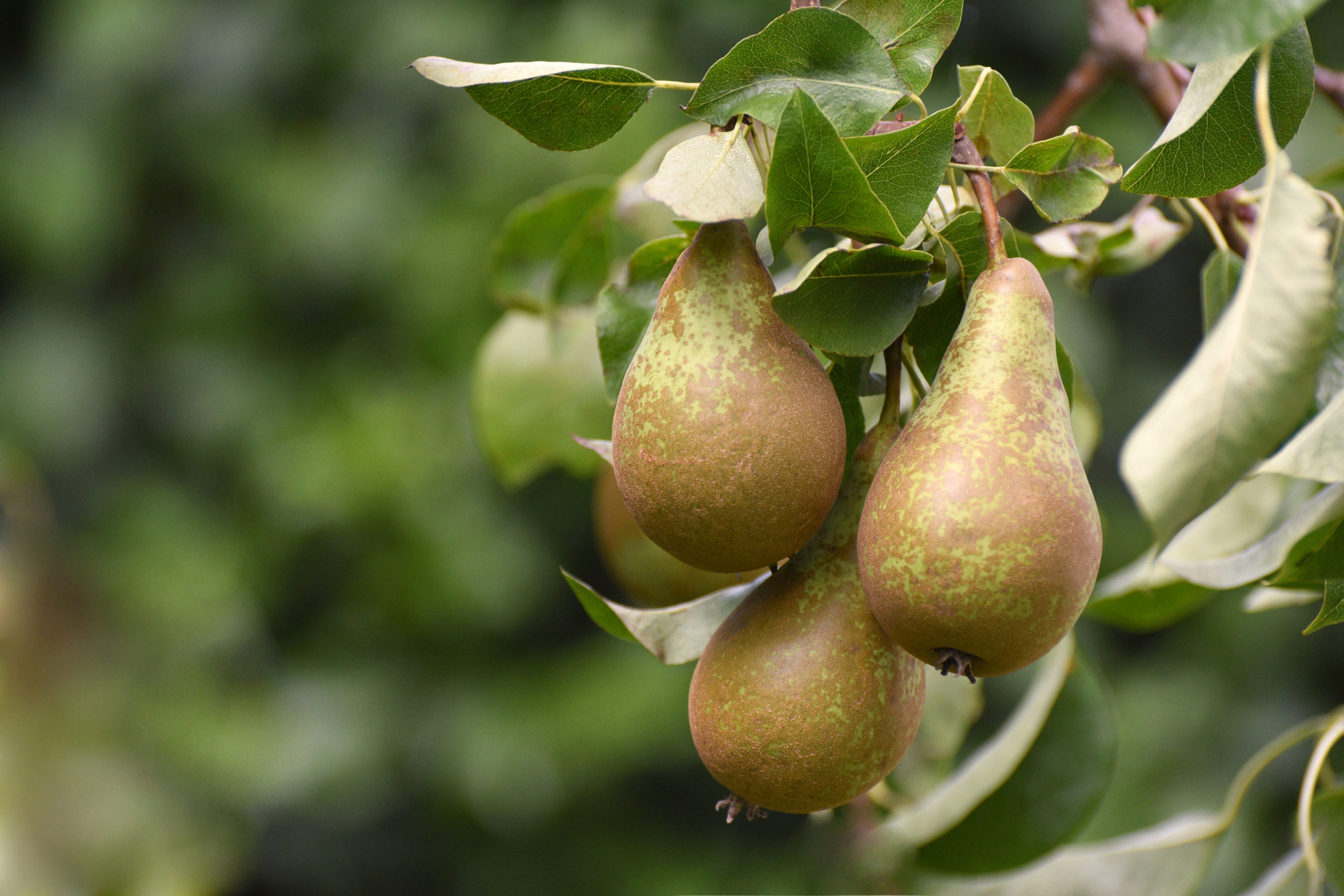 Pears