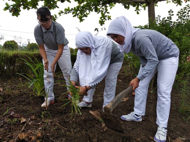 Tanaman Obat Tradisional: Manfaat untuk Kesehatan Tubuh
