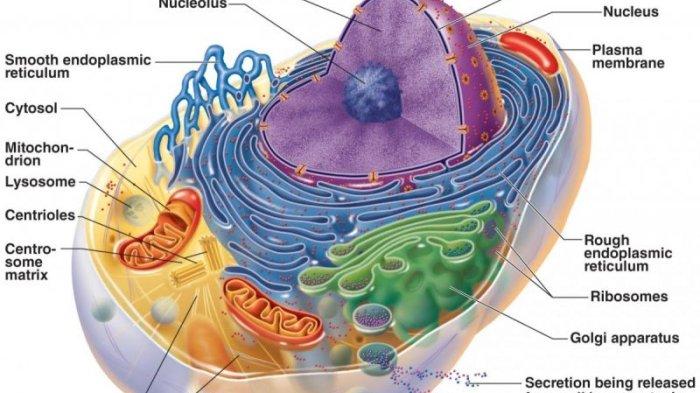 Biologi Sel: Panduan Lengkap untuk Pelajar dan Peneliti