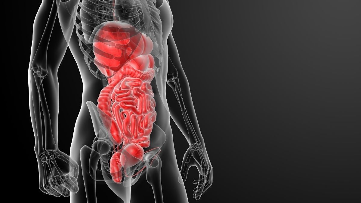 Sistem Pencernaan Manusia dan Peran Organ Utama